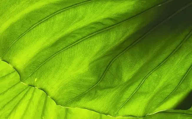 Up close: the veins of a broad green leaf, lit from behind