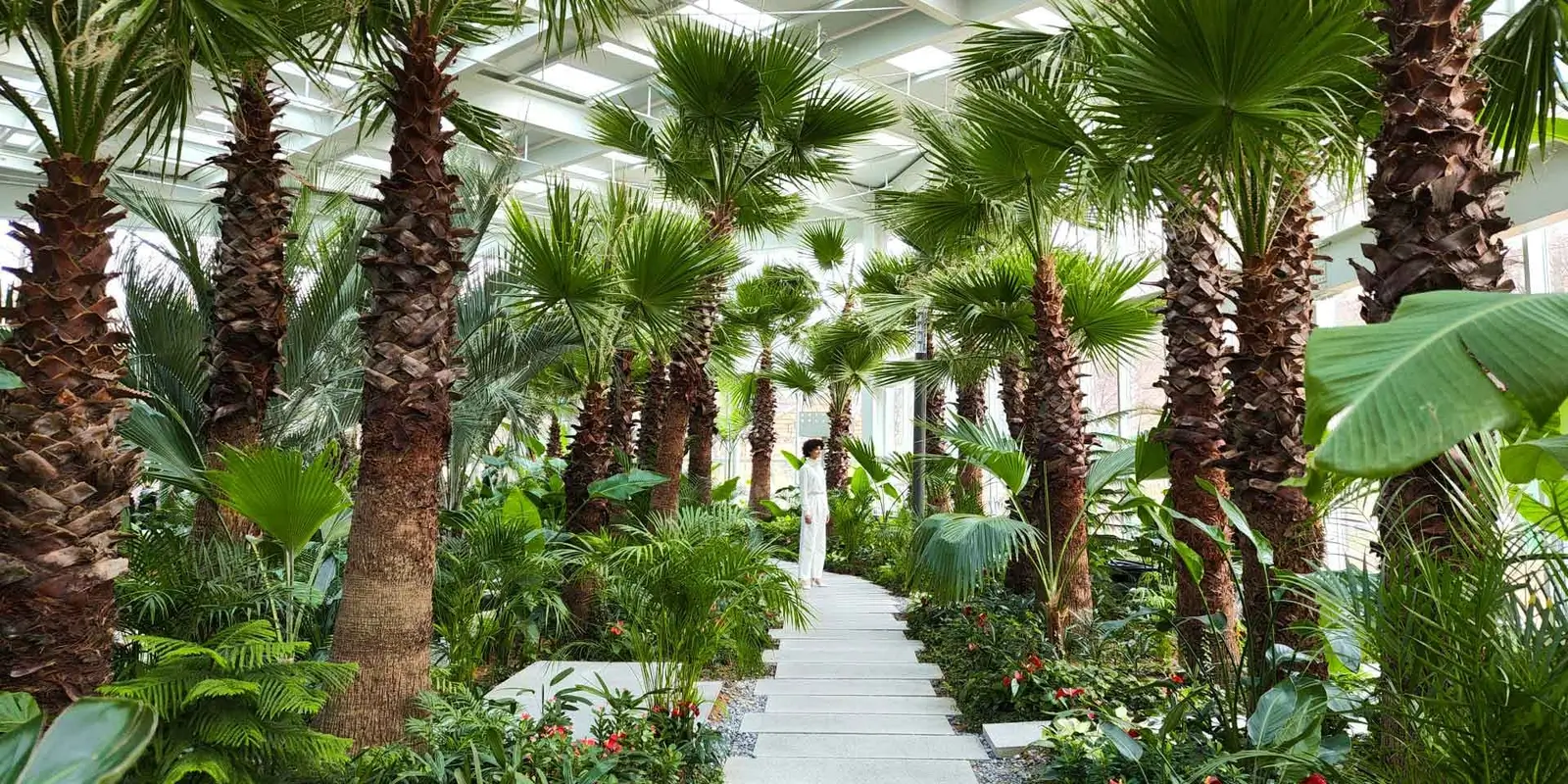 A glasshouse path lined with tall palms, a woman in white small in the distance