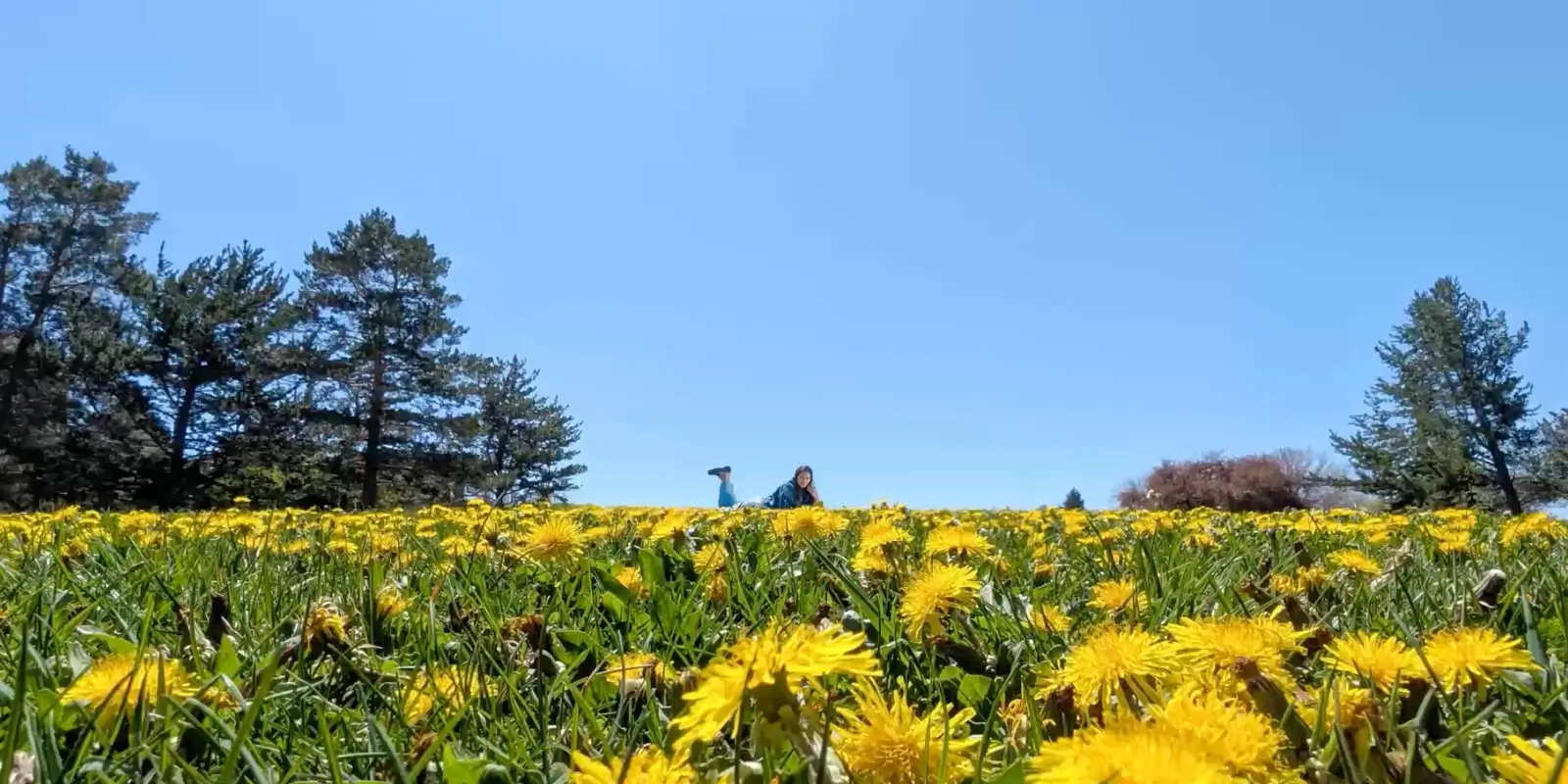 At 0.5x: a wide field of yellow dandelions under blue sky, pine trees on the left, a woman small on the hill