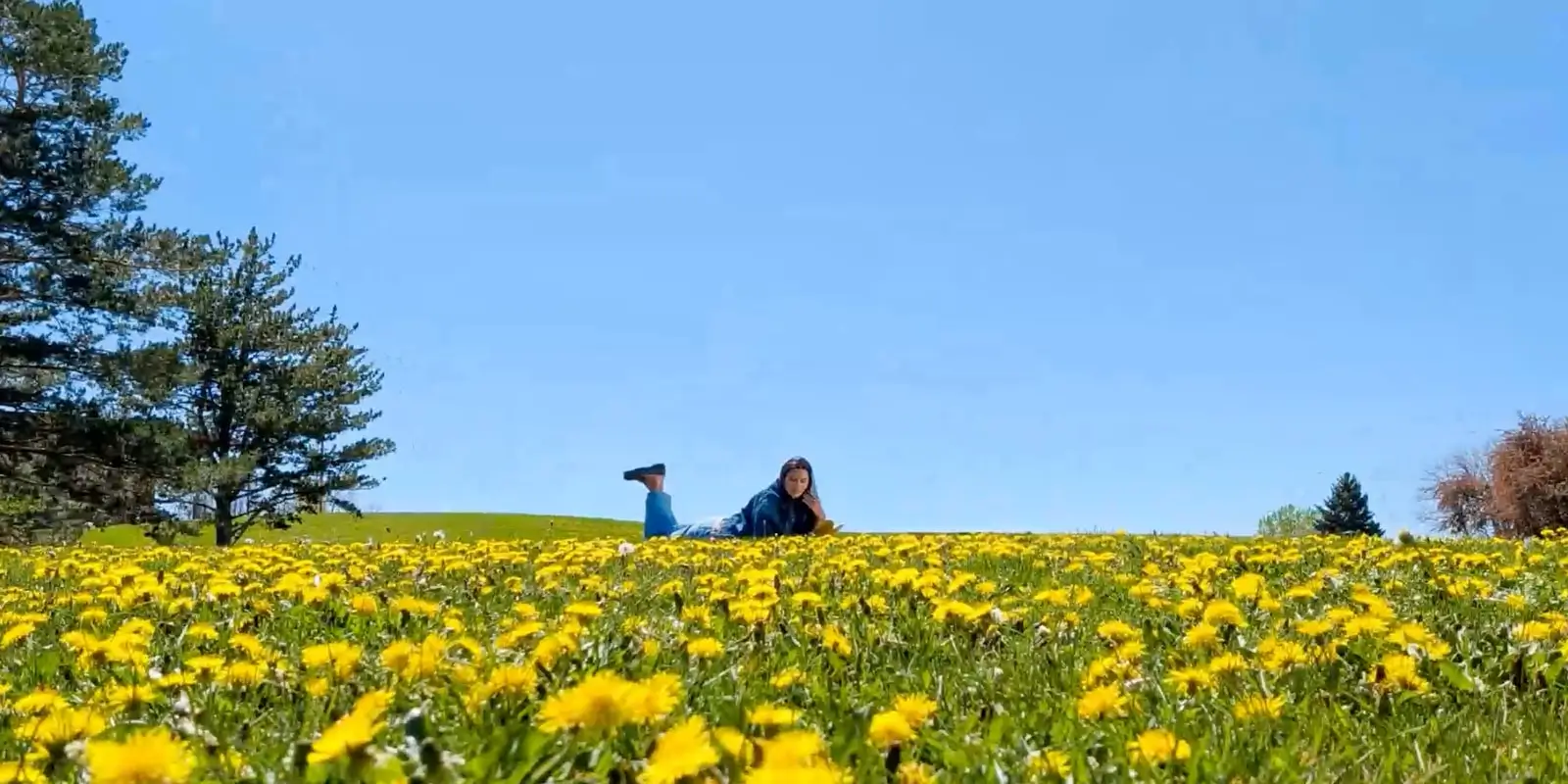 At 1x: the woman lying on the hillside beyond the dandelions, a pine tree beside her