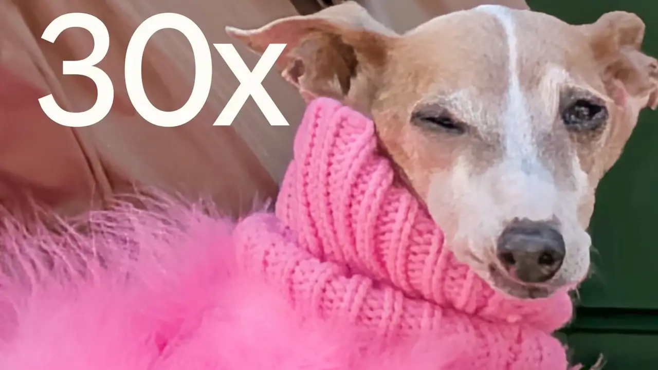 At 30x: the dog's face fills the frame, every hair and stitch of its pink jumper sharp, with Google's 30x label