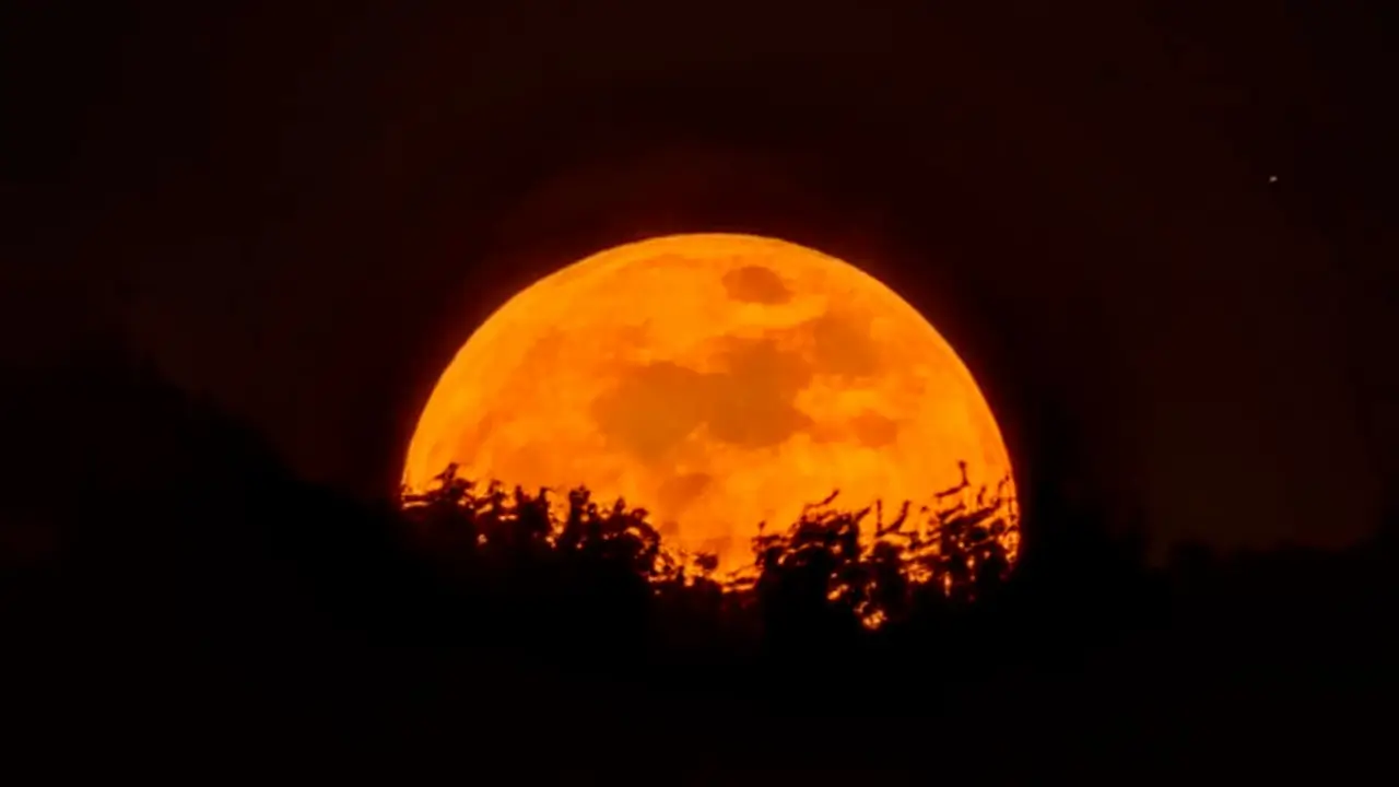 Closer in: the orange moon rising behind a dark treeline