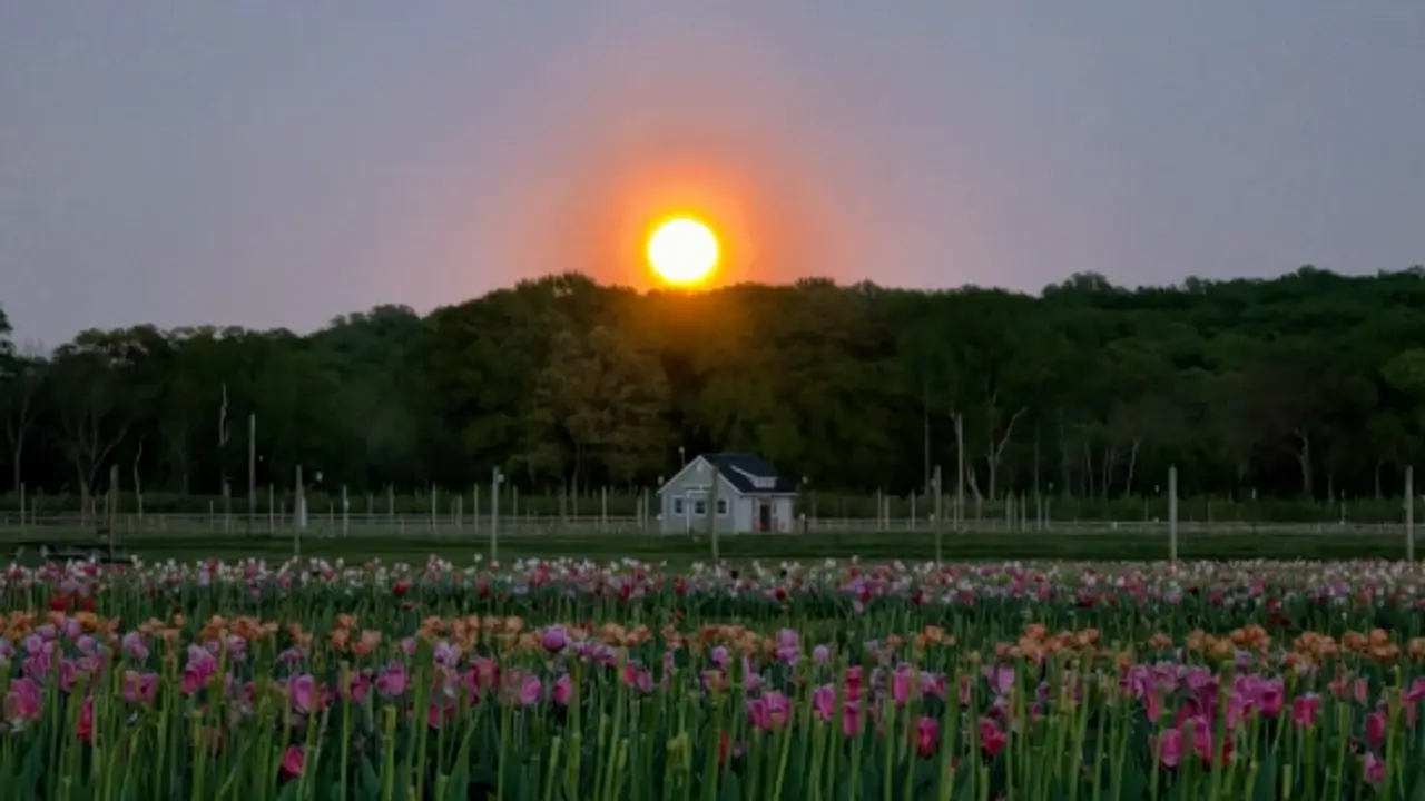 A field of tulips at dusk with a white farmhouse, the moon rising small and bright over the trees