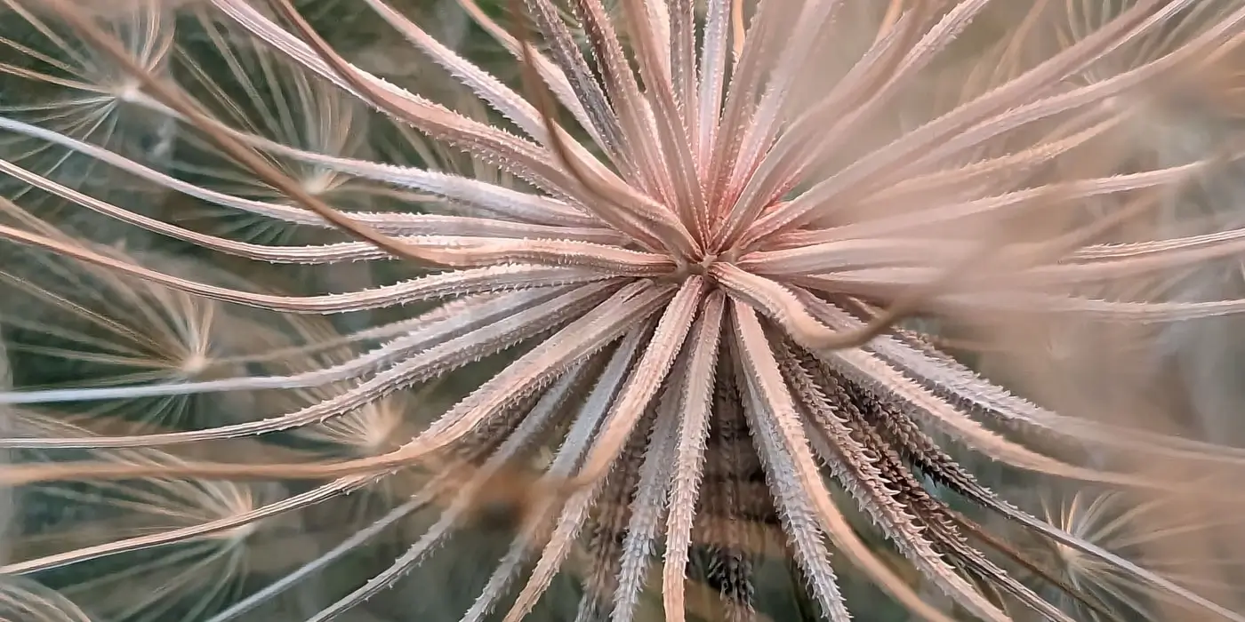 Macro Focus: the fine spines of a plant in close-up