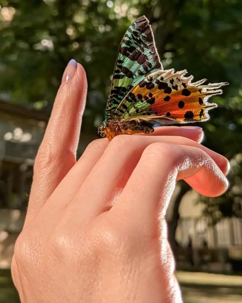 Macro Focus: a moth with patterned wings resting on a person's fingers